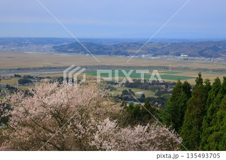 水面に映る桜 水面に映る桜 135493705