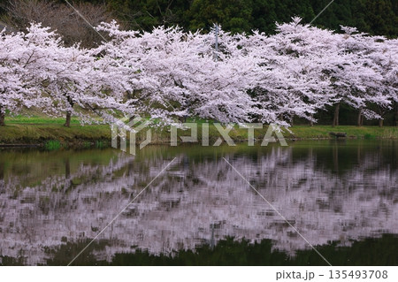水面に映る桜 水面に映る桜 135493708