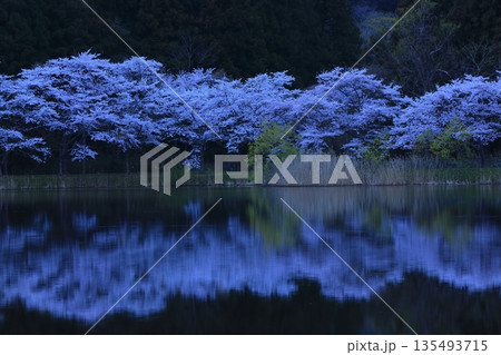 水面に映る桜 135493715