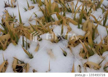 枯れ草に雪 枯れ草に雪 135493728