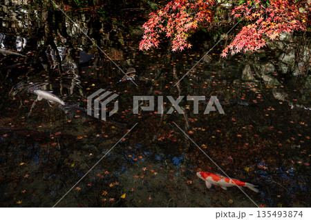 紅葉の中を泳ぐ鯉 大寧寺 山口県長門市 紅葉の中を泳ぐ鯉 大寧寺 山口県長門市 135493874