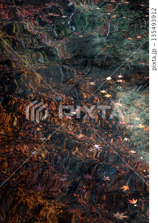 紅葉の中を泳ぐ鯉　大寧寺　山口県長門市 135493912