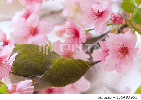 満開の桜の花にとまるメジロ 135493963