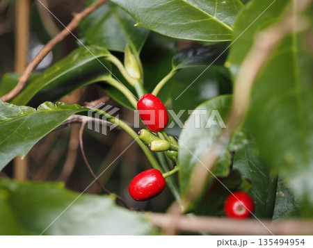赤いアオキの実 135494954