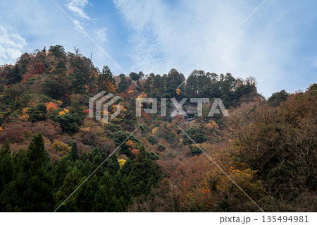 紅葉した山に建つ三徳山三佛寺 国宝投入堂 鳥取県東伯郡 紅葉した山に建つ三徳山三佛寺 国宝投入堂 鳥取県東伯郡 135494981