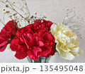 赤と白のカーネーション 135495048