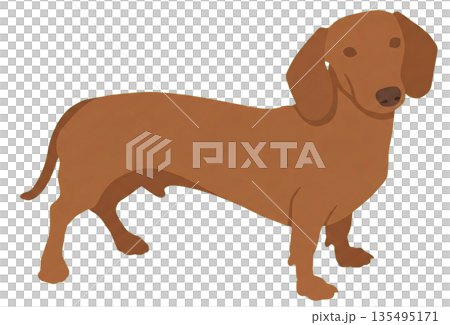 棕色臘腸犬 135495171