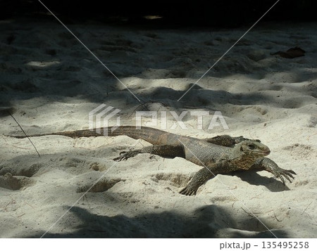 タイ バンブーアイランドのトカゲ タイ バンブーアイランドのトカゲ 135495258