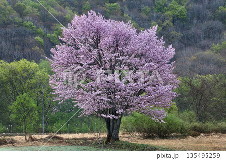 桧原の一本桜・山桜・裏磐梯(福島県・北塩原村) 桧原の一本桜・山桜・裏磐梯(福島県・北塩原村) 135495259