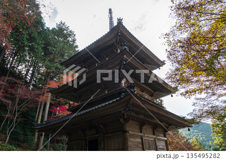紅葉した楓に包まれた高源寺　兵庫県丹波市 135495282