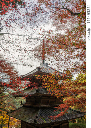 紅葉した楓に包まれた高源寺 兵庫県丹波市 紅葉した楓に包まれた高源寺 兵庫県丹波市 135495284