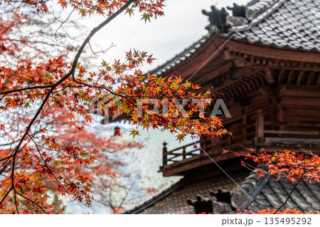 紅葉した楓に包まれた高源寺 兵庫県丹波市 紅葉した楓に包まれた高源寺 兵庫県丹波市 135495292