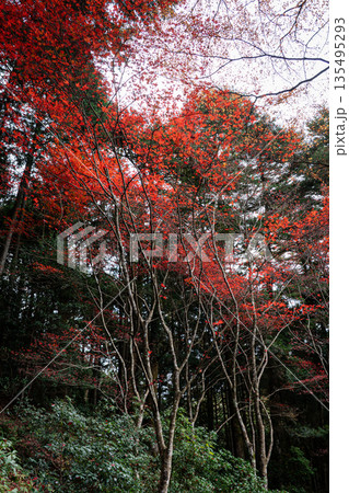 紅葉した楓に包まれた高源寺 兵庫県丹波市 紅葉した楓に包まれた高源寺 兵庫県丹波市 135495293