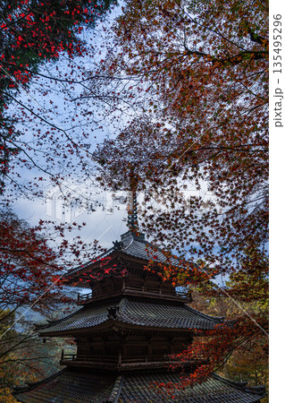 紅葉した楓に包まれた高源寺 兵庫県丹波市 紅葉した楓に包まれた高源寺 兵庫県丹波市 135495296