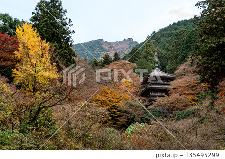 紅葉した楓に包まれた高源寺 兵庫県丹波市 紅葉した楓に包まれた高源寺 兵庫県丹波市 135495299
