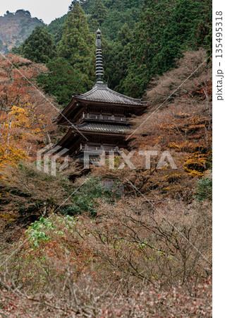 紅葉した楓に包まれた高源寺　兵庫県丹波市 135495318