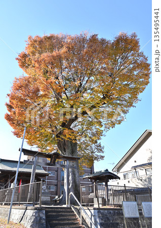 越谷散歩・中町浅間神社　大ケヤキ　　越谷市中町 135495441