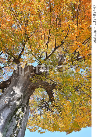 越谷散歩・中町浅間神社　大ケヤキ　　越谷市中町 135495447