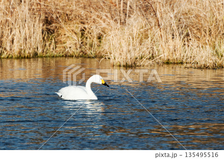 水面にプカプカ浮かぶ白鳥 水面にプカプカ浮かぶ白鳥 135495516