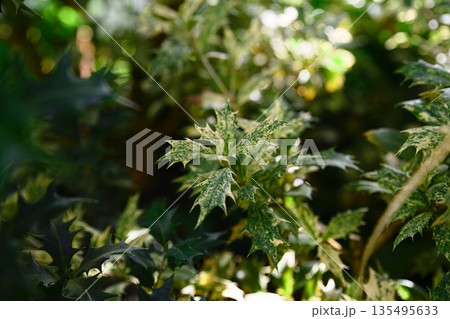 Variegated leaves of Osmanthus heterophyllus with green foliage covered by light speckles without clear margin shown in close up 135495633