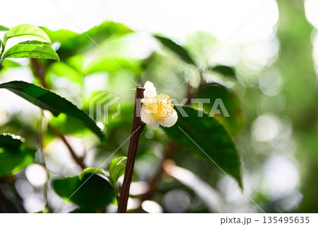 Single white camellia sinensis flower on tea bush branch with glossy green leaves and soft bokeh light in natural garden environment Single white camellia sinensis flower on tea bush branch with glossy green leaves and soft bokeh light in natural garden environment 135495635