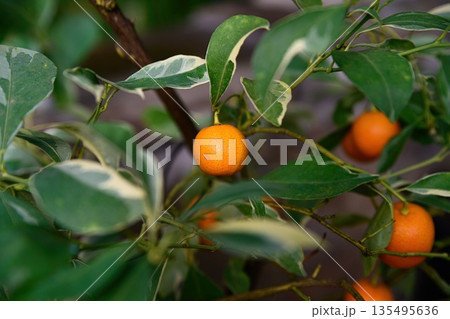 Ripe orange fruits of Citrofortunella microcarpa on branches with green leaves in natural light creating fresh tropical citrus background 135495636