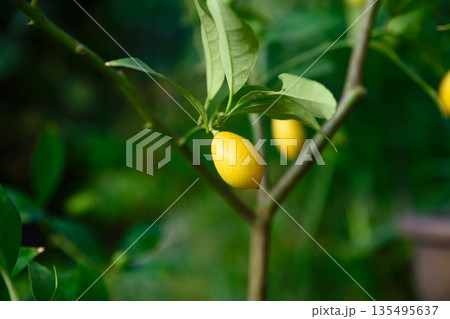 Single yellow limequat hanging on a thin branch with green leaves. Citrus floridana fruit isolated naturally in garden environment 135495637