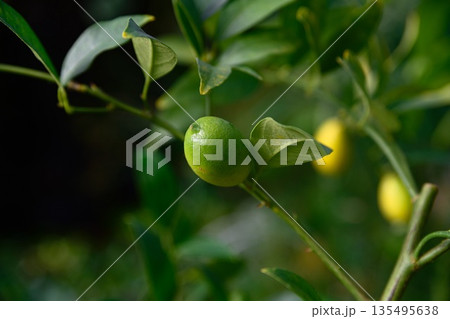 Single green limequat hanging on a branch with leaves. Citrus floridana fruit at unripe stage growing in garden environment 135495638