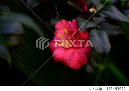 Close up of single Camellia japonica flower with pink petals and yellow stamens. Elegant ornamental bloom with dark green foliage. 135495652