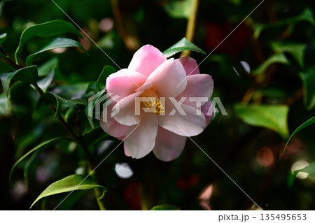 Close up of pale pink Camellia japonica flower with soft petals and yellow stamens. Delicate ornamental bloom on evergreen shrub. Close up of pale pink Camellia japonica flower with soft petals and yellow stamens. Delicate ornamental bloom on evergreen shrub. 135495653