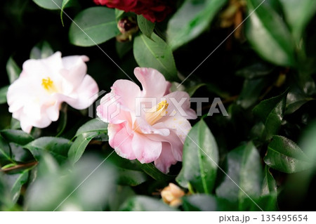 Single light pink Camellia japonica flower shown in close up. Elegant ornamental plant with smooth petals and natural garden atmosphere. Single light pink Camellia japonica flower shown in close up. Elegant ornamental plant with smooth petals and natural garden atmosphere. 135495654