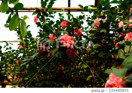 Japanese camellia shrub covered with pink blossoms and dark green leaves. Decorative flowering plant growing outdoors in natural garden environment. Japanese camellia shrub covered with pink blossoms and dark green leaves. Decorative flowering plant growing outdoors in natural garden environment. 135495655