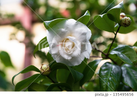 White camellia japonica blooming on evergreen shrub with glossy dark green leaves in garden light. Elegant ornamental flower growing outdoors in nature. White camellia japonica blooming on evergreen shrub with glossy dark green leaves in garden light. Elegant ornamental flower growing outdoors in nature. 135495656
