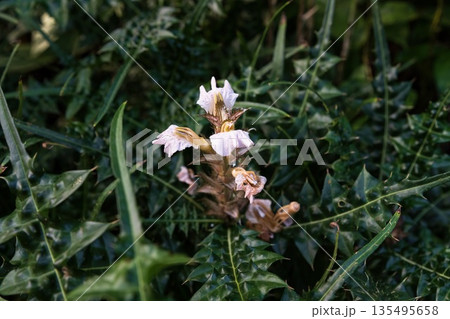 Mountain acanthus plant with pale lilac flowers and spiny dark green leaves growing outdoors. Botanical close up of Acanthus montanus in nature Mountain acanthus plant with pale lilac flowers and spiny dark green leaves growing outdoors. Botanical close up of Acanthus montanus in nature 135495658