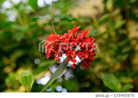 Bright red Clerodendrum splendens flowers blooming in a tropical garden with lush green leaves soft bokeh background exotic ornamental plant close up Bright red Clerodendrum splendens flowers blooming in a tropical garden with lush green leaves soft bokeh background exotic ornamental plant close up 135495670