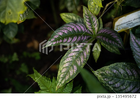 Close up of Strobilanthes dyeriana leaves with purple and green metallic pattern growing in tropical garden exotic ornamental foliage detail Close up of Strobilanthes dyeriana leaves with purple and green metallic pattern growing in tropical garden exotic ornamental foliage detail 135495672