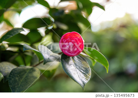 Single pink Camellia japonica flower blooming on a branch with glossy green leaves natural garden background elegant ornamental plant close up Single pink Camellia japonica flower blooming on a branch with glossy green leaves natural garden background elegant ornamental plant close up 135495673