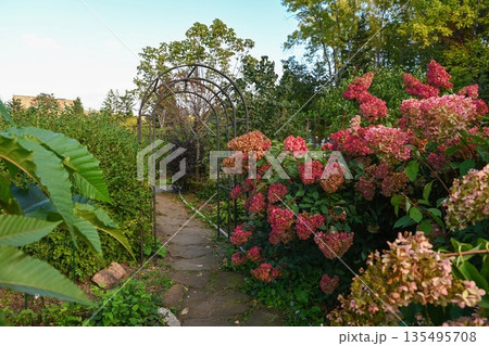 Stone path through a garden at sunset surrounded by pink hydrangea paniculata blossoms, archway and calm autumn atmosphere, evening light, no people, copy space. Stone path through a garden at sunset surrounded by pink hydrangea paniculata blossoms, archway and calm autumn atmosphere, evening light, no people, copy space. 135495708