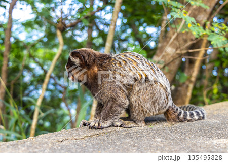 Marmoset Monkey in tropical jungle rainforest Rio de Janeiro Brazil. 135495828