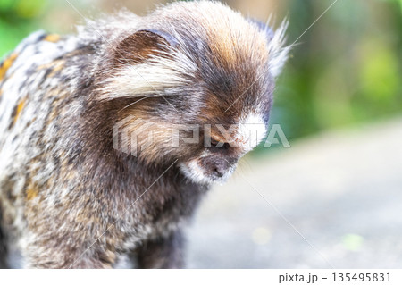 Marmoset Monkey in tropical jungle rainforest Rio de Janeiro Brazil. Marmoset Monkey in tropical jungle rainforest Rio de Janeiro Brazil. 135495831