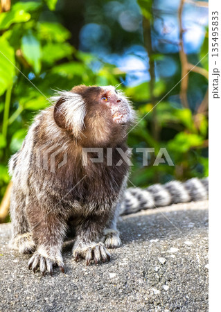 Marmoset Monkey in tropical jungle rainforest Rio de Janeiro Brazil. Marmoset Monkey in tropical jungle rainforest Rio de Janeiro Brazil. 135495833