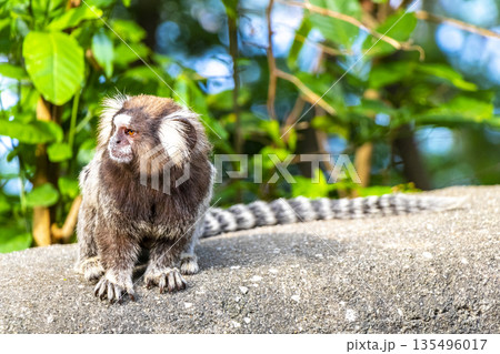Marmoset Monkey in tropical jungle rainforest Rio de Janeiro Brazil. Marmoset Monkey in tropical jungle rainforest Rio de Janeiro Brazil. 135496017