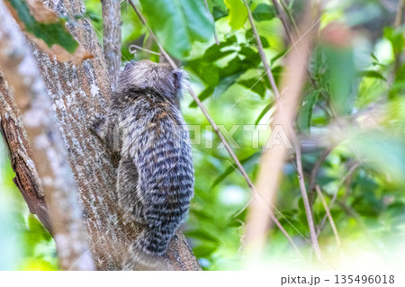 Marmoset Monkey in tropical jungle rainforest Rio de Janeiro Brazil. 135496018