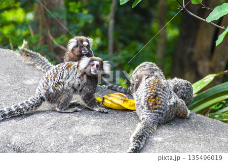 Marmoset monkey monkeys eating banana in Rio de Janeiro Brazil. 135496019