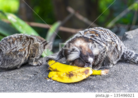 Marmoset monkey monkeys eating banana in Rio de Janeiro Brazil. Marmoset monkey monkeys eating banana in Rio de Janeiro Brazil. 135496021