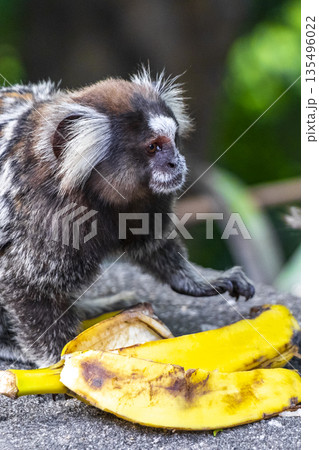 Marmoset monkey eats eating banana in Rio de Janeiro Brazil. Marmoset monkey eats eating banana in Rio de Janeiro Brazil. 135496022