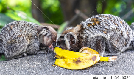 Marmoset monkey monkeys eating banana in Rio de Janeiro Brazil. Marmoset monkey monkeys eating banana in Rio de Janeiro Brazil. 135496024