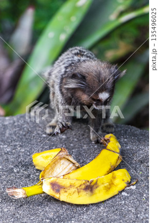 Marmoset monkey eats eating banana in Rio de Janeiro Brazil. Marmoset monkey eats eating banana in Rio de Janeiro Brazil. 135496025