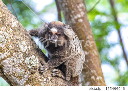 Marmoset Monkey in tropical rainforest tree Rio de Janeiro Brazil. Marmoset Monkey in tropical rainforest tree Rio de Janeiro Brazil. 135496046