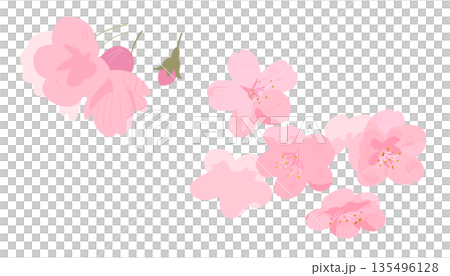 一組櫻花花瓣,點亮春日 | 櫻花、花朵、花瓣、花苞 一組櫻花花瓣,點亮春日 | 櫻花、花朵、花瓣、花苞 135496128
